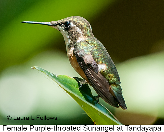 Purple-throated Woodstar - © James F Wittenberger and Exotic Birding LLC