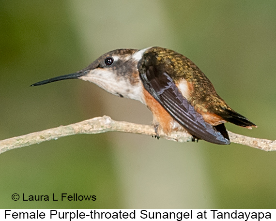 Purple-throated Woodstar - © James F Wittenberger and Exotic Birding LLC