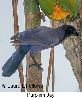 Purplish Jay - © Laura L Fellows and Exotic Birding LLC Purplish Jay - © Laura L Fellows and Exotic Birding LLC