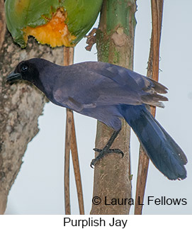 Purplish Jay - © Laura L Fellows and Exotic Birding LLC