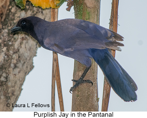 Purplish Jay - © Laura L Fellows and Exotic Birding LLC