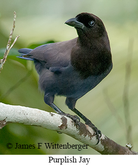 Purplish Jay - © James F Wittenberger and Exotic Birding LLC Purplish Jay - © James F Wittenberger and Exotic Birding LLC
