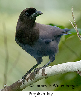 Purplish Jay - © James F Wittenberger and Exotic Birding LLC