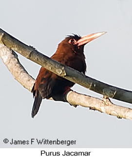 Purus Jacamar - © James F Wittenberger and Exotic Birding LLC