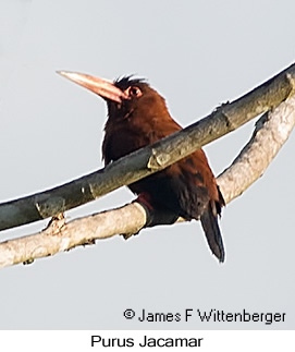 Purus Jacamar - © James F Wittenberger and Exotic Birding LLC