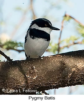 Pygmy Batis - © Laura L Fellows and Exotic Birding LLC