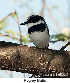 Pygmy Batis - © Laura L Fellows and Exotic Birding LLC