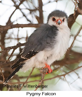 Pygmy Falcon - © James F Wittenberger and Exotic Birding LLC Pygmy Falcon - © James F Wittenberger and Exotic Birding LLC