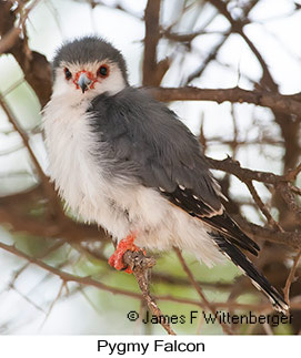 Pygmy Falcon - © James F Wittenberger and Exotic Birding LLC Pygmy Falcon - © James F Wittenberger and Exotic Birding LLC