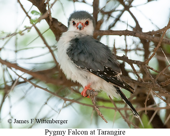 Pygmy Falcon - © James F Wittenberger and Exotic Birding LLC