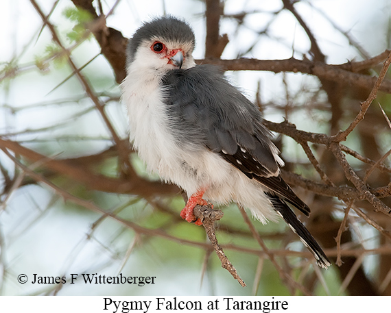 Pygmy Falcon - © James F Wittenberger and Exotic Birding LLC