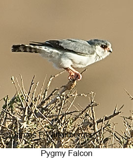 Pygmy Falcon - © James F Wittenberger and Exotic Birding LLC