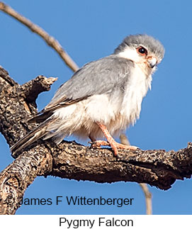 Pygmy Falcon - © James F Wittenberger and Exotic Birding LLC Pygmy Falcon - © James F Wittenberger and Exotic Birding LLC