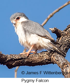 Pygmy Falcon - © James F Wittenberger and Exotic Birding LLC