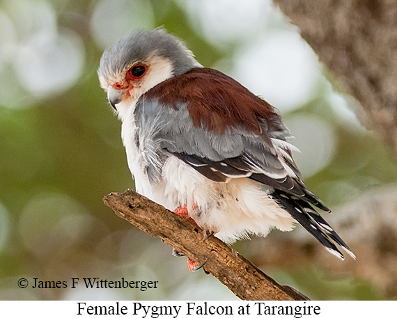 Pygmy Falcon - © James F Wittenberger and Exotic Birding LLC