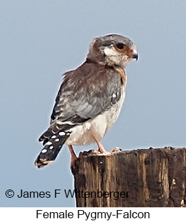 Pygmy Falcon - © James F Wittenberger and Exotic Birding LLC