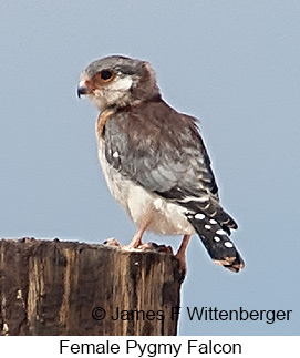 Pygmy Falcon - © James F Wittenberger and Exotic Birding LLC Pygmy Falcon - © James F Wittenberger and Exotic Birding LLC