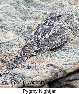 Pygmy Nightjar - © James F Wittenberger and Exotic Birding LLC