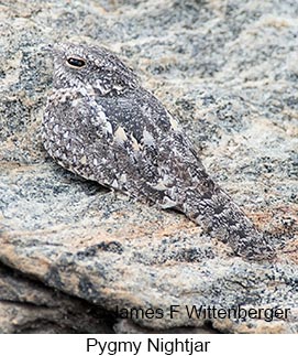 Pygmy Nightjar - © James F Wittenberger and Exotic Birding Tours Pygmy Nightjar - © James F Wittenberger and Exotic Birding Tours