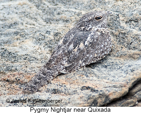 Pygmy Nightjar - © James F Wittenberger and Exotic Birding LLC