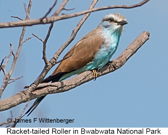 Racket-tailed Roller - © James F Wittenberger and Exotic Birding LLC Racket-tailed Roller - © James F Wittenberger and Exotic Birding LLC