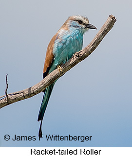 Racket-tailed Roller - © James F Wittenberger and Exotic Birding LLC