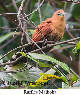 Raffles's Malkoha - © James F Wittenberger and Exotic Birding LLC