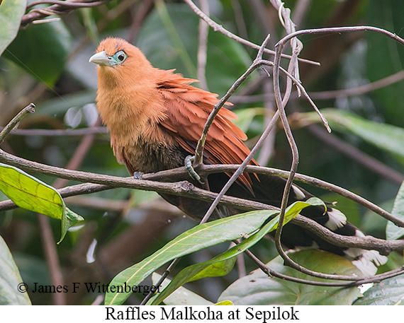 Raffles's Malkoha - © James F Wittenberger and Exotic Birding LLC Raffles's Malkoha - © James F Wittenberger and Exotic Birding LLC