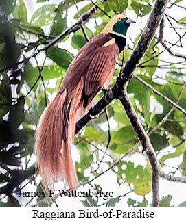 Raggiana Bird-of-Paradise - © James F Wittenberger and Exotic Birding LLC Raggiana Bird-of-Paradise - © James F Wittenberger and Exotic Birding LLC