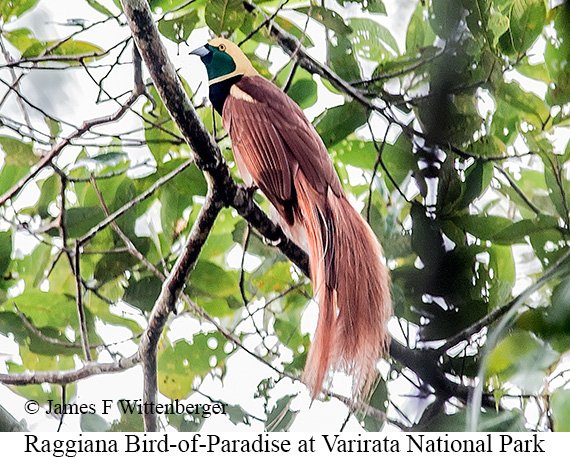 Raggiana Bird-of-Paradise - © James F Wittenberger and Exotic Birding LLC