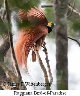 Raggiana Bird-of-Paradise - © James F Wittenberger and Exotic Birding LLC