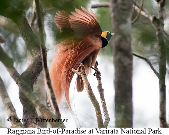 Raggiana Bird-of-Paradise - © James F Wittenberger and Exotic Birding LLC