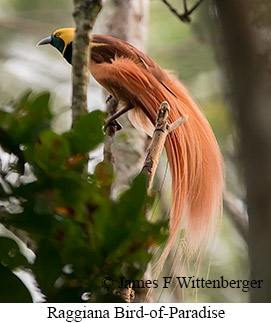 Raggiana Bird-of-Paradise - © James F Wittenberger and Exotic Birding LLC Raggiana Bird-of-Paradise - © James F Wittenberger and Exotic Birding LLC