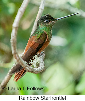 Rainbow Starfrontlet - &copy; Laura L Fellows and Exotic Birding Tours