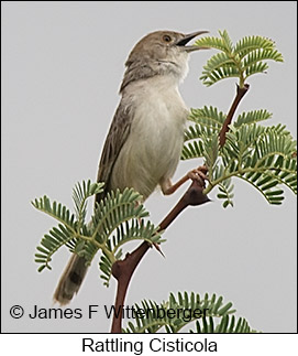 Rattling Cisticola - © James F Wittenberger and Exotic Birding LLC