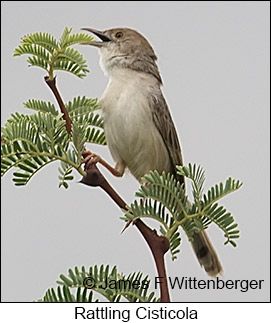 Rattling Cisticola - © James F Wittenberger and Exotic Birding LLC