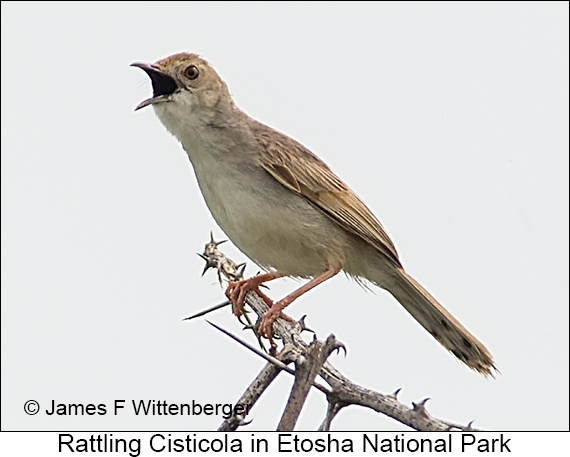 Rattling Cisticola - © James F Wittenberger and Exotic Birding LLC