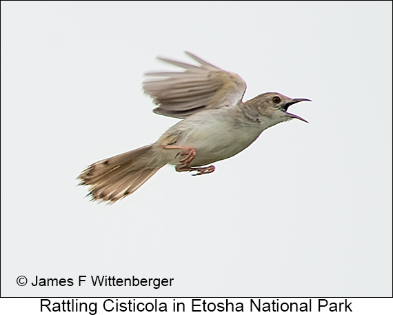 Rattling Cisticola - © The Photographer and Exotic Birding LLC