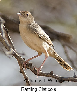 Rattling Cisticola - © James F Wittenberger and Exotic Birding LLC