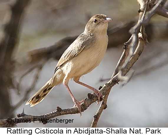 Rattling Cisticola - © James F Wittenberger and Exotic Birding LLC