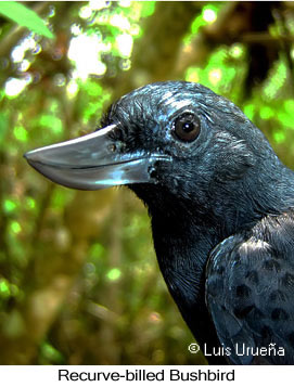 Recurve-billed Bushbird - &copy; Luis Eduardo Urue&ntilde;a - Presented by Exotic Birding tours