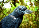 Recurve-billed Bushbird - © Luis Eduardo Urueña - Presented by Exotic Birding tours