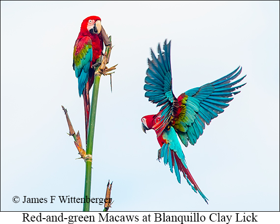 Red-and-green Macaw - © James F Wittenberger and Exotic Birding LLC