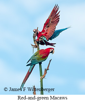 Red-and-green Macaw - © James F Wittenberger and Exotic Birding LLC