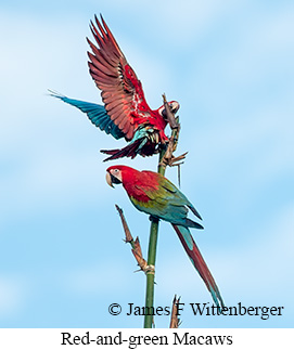 Red-and-green Macaw - © James F Wittenberger and Exotic Birding LLC