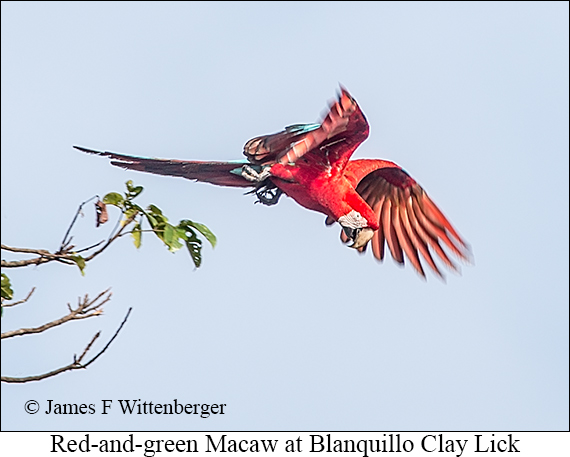 Red-and-green Macaw - © James F Wittenberger and Exotic Birding LLC