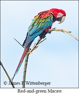 Red-and-green Macaw - © James F Wittenberger and Exotic Birding LLC