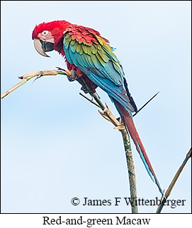 Red-and-green Macaw - © James F Wittenberger and Exotic Birding LLC