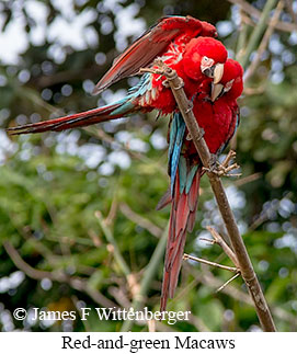 Red-and-green Macaw - © James F Wittenberger and Exotic Birding LLC