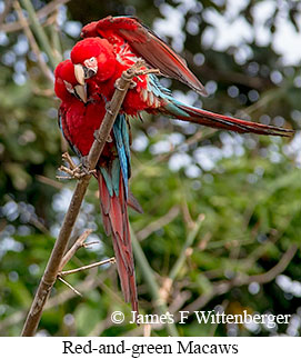 Red-and-green Macaw - © James F Wittenberger and Exotic Birding LLC